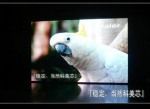 克拉瑪依文藝演出LED電子屏幕供應與電子元器件應用